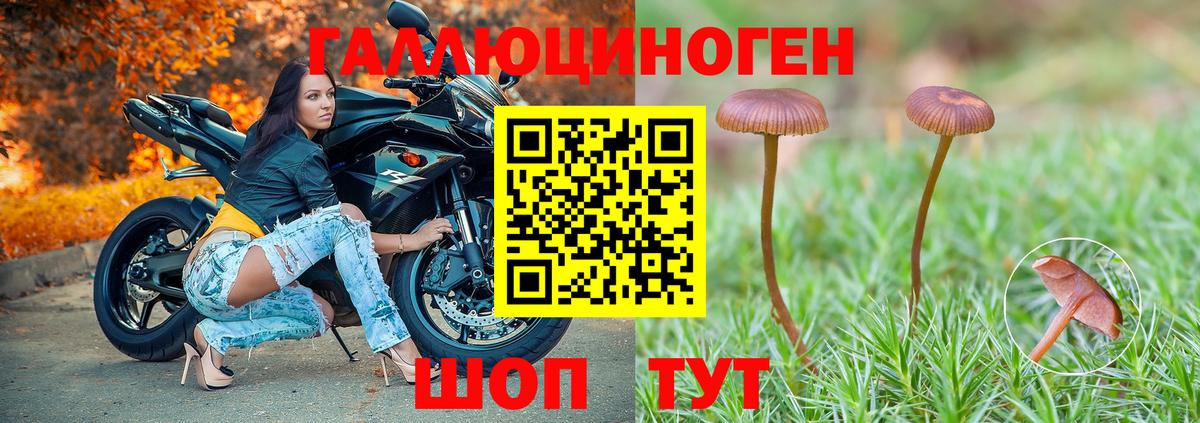 Псилоцибиновые грибы Psilocybe Альметьевск